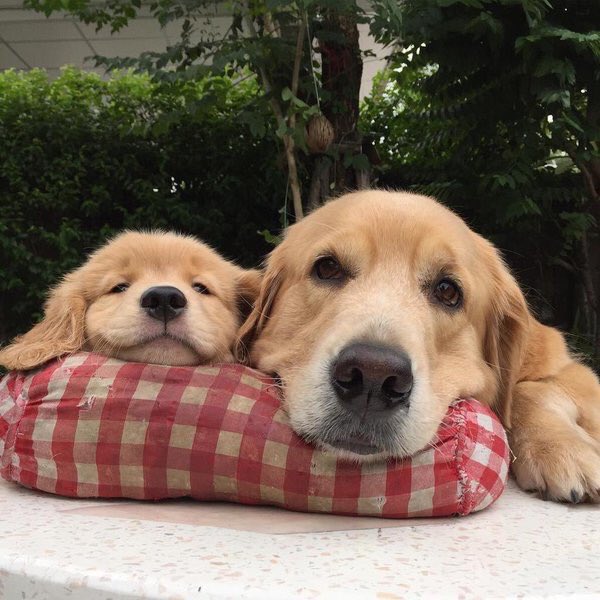 SpeakComedy's tweet photo. LOOK AT THE LITTLE SMILE https://t.co/PMZQZpp2qL