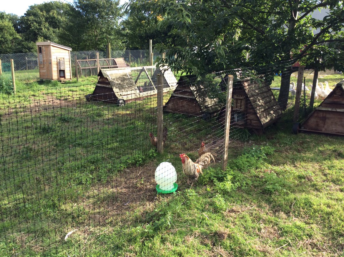 thehenhousefarm's tweet photo. New layout on The Patch...bigger pens.....anticipated arrivals settling in..#ryelands #vorwerks #creamlegbars and #frenchcoppermarans https://t.co/yltLXDZlwN