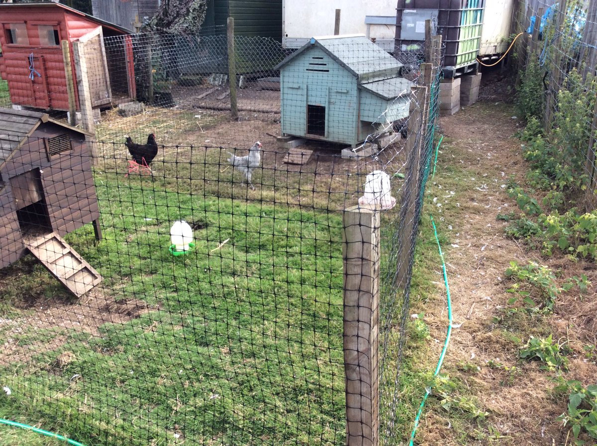 thehenhousefarm's tweet photo. New layout on The Patch...bigger pens.....anticipated arrivals settling in..#ryelands #vorwerks #creamlegbars and #frenchcoppermarans https://t.co/yltLXDZlwN