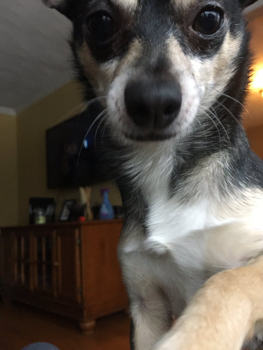 FrandonBrost54's tweet photo. We've had chihuahuas for a year now and I think not seeing them everyday is what I'm most excited about for college. https://t.co/y3pAxHvUCt