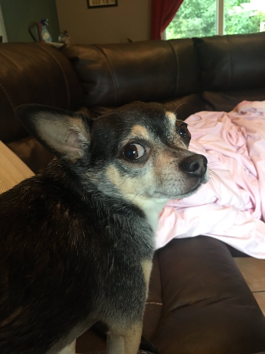 FrandonBrost54's tweet photo. We've had chihuahuas for a year now and I think not seeing them everyday is what I'm most excited about for college. https://t.co/y3pAxHvUCt