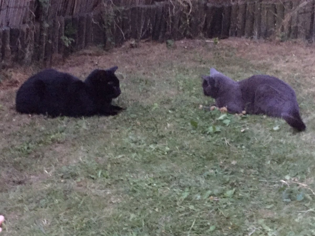russianbluebell's tweet photo. It's a #doubleloaf from us as we both watch a mouse! (Don't worry, dad saved it!) ๐๐๐พ๐ญ #KittyLoafMonday https://t.co/WKmHhvFLgA