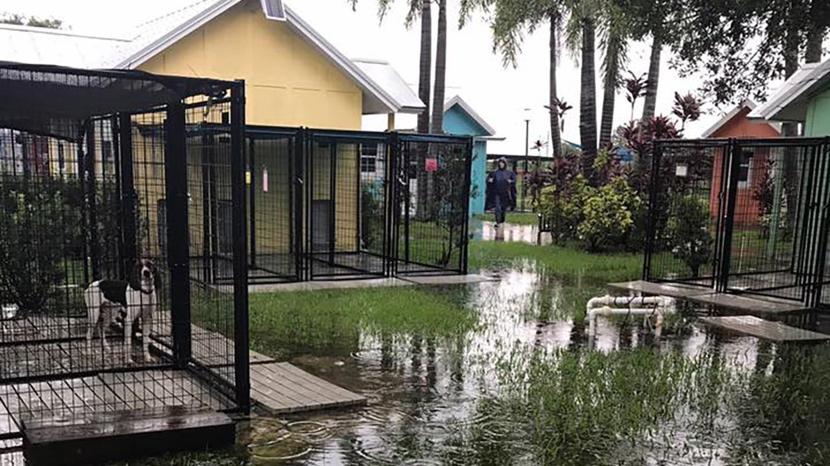 FOX13News's tweet photo. HELP NEEDED: Storm leaves Bradenton animal rescue flooded: https://t.co/RDkSodJYgg https://t.co/Bj0uc5SVWP