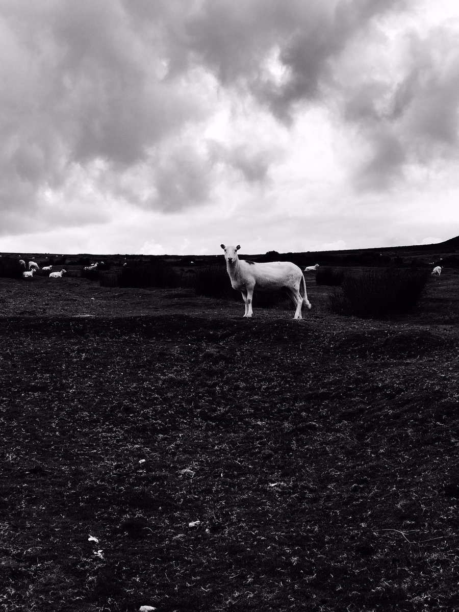 david hieatt tweet media