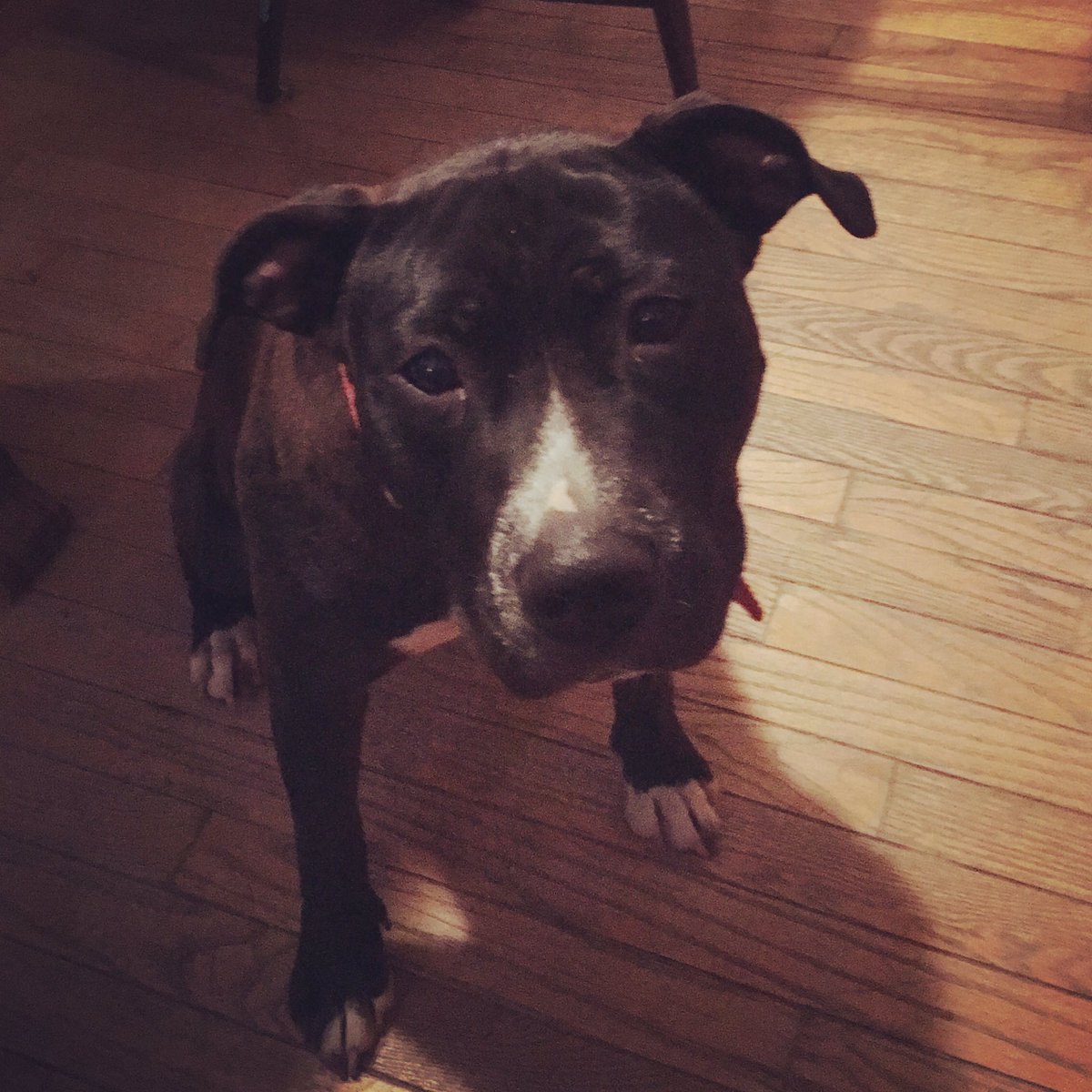 Andievans7's tweet photo. Never been so in love with a face before in my life (sorry Tovah) Welcome to the fam Belle 💕💕💕💕 https://t.co/B8vb1eU2fF