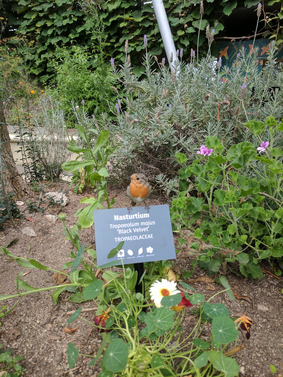 TheGrumpyBean's tweet photo. I'm not sure this is quite what it says it is! @edenproject #edenphotocomp #Robin https://t.co/ONe34hoxqL