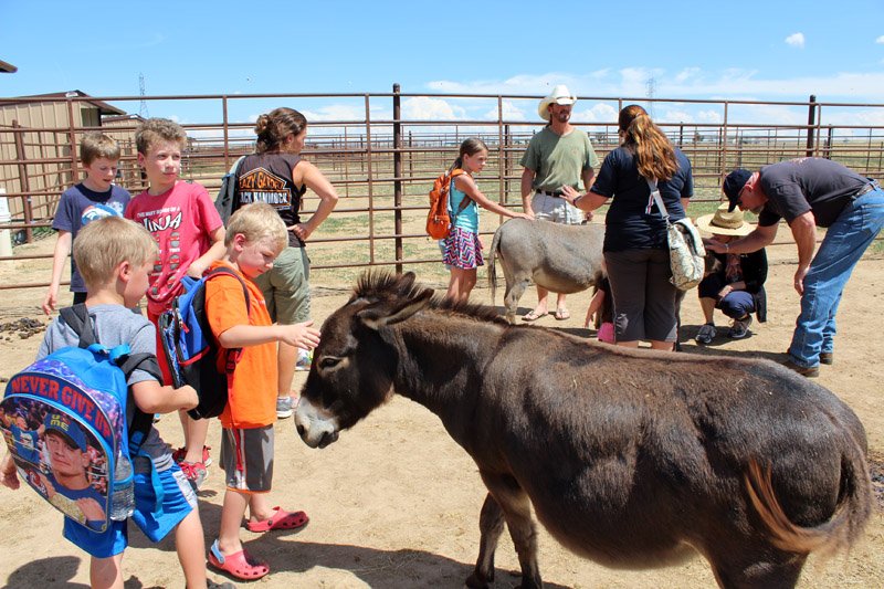 Donkeys were a hit at Sonflower Farm Friday on the Friends of Barr Lake &amp; city's Big Little Ideas contest Farm Tour. localcolormag.com/images/DailyPo…
