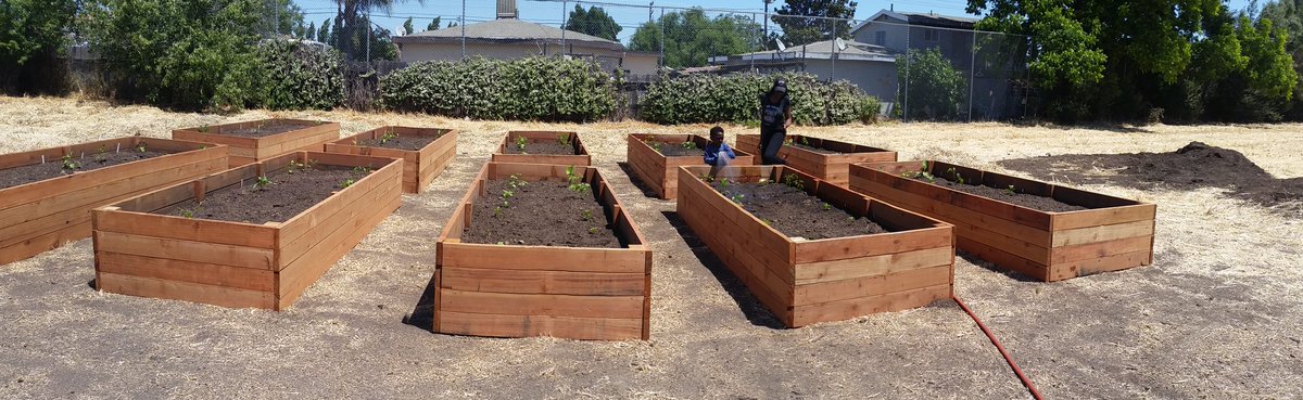 HHI360's tweet photo. El Pueblo community garden first crops. 75 days later growing out of control! And to think there was room for more plants.  #growfood https://t.co/PIMg7u8kmS