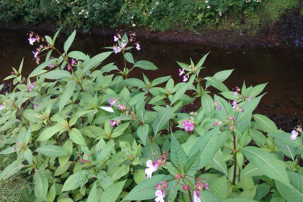 North York Moors NP (@northyorkmoors) on Twitter photo We're still battling away against non native invasive plants species - see our latest… …thyorkmoorsnationalpark.wordpress.com/2017/07/31/att… We're still battling away against non native invasive plants species - see our latest… …thyorkmoorsnationalpark.wordpress.com/2017/07/31/att…