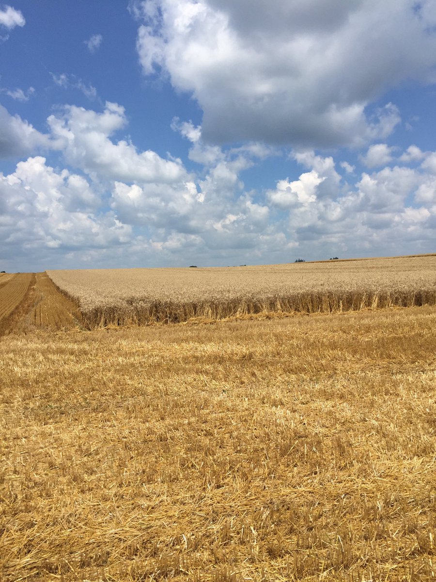 valstone18's tweet photo. Beauty day for #harvest17 #wheatplot #ontag @WheatTeam_Tim @MeagGriffiths https://t.co/EFLF5Woqfp