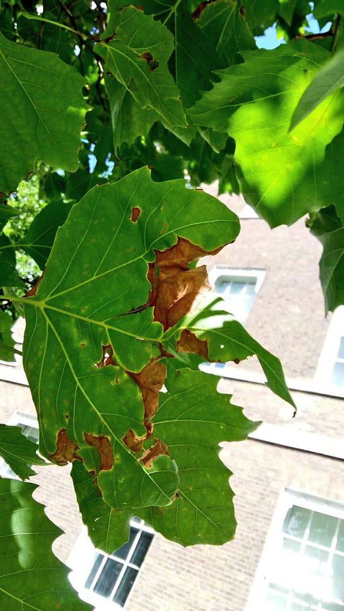 PrimaryTreeSurg's tweet photo. Leaf blight on the tips of the London #Planes - nothing serious to be concerned about this time #treesurgery #leafblight 2/3 https://t.co/rl0WAjjw8Y