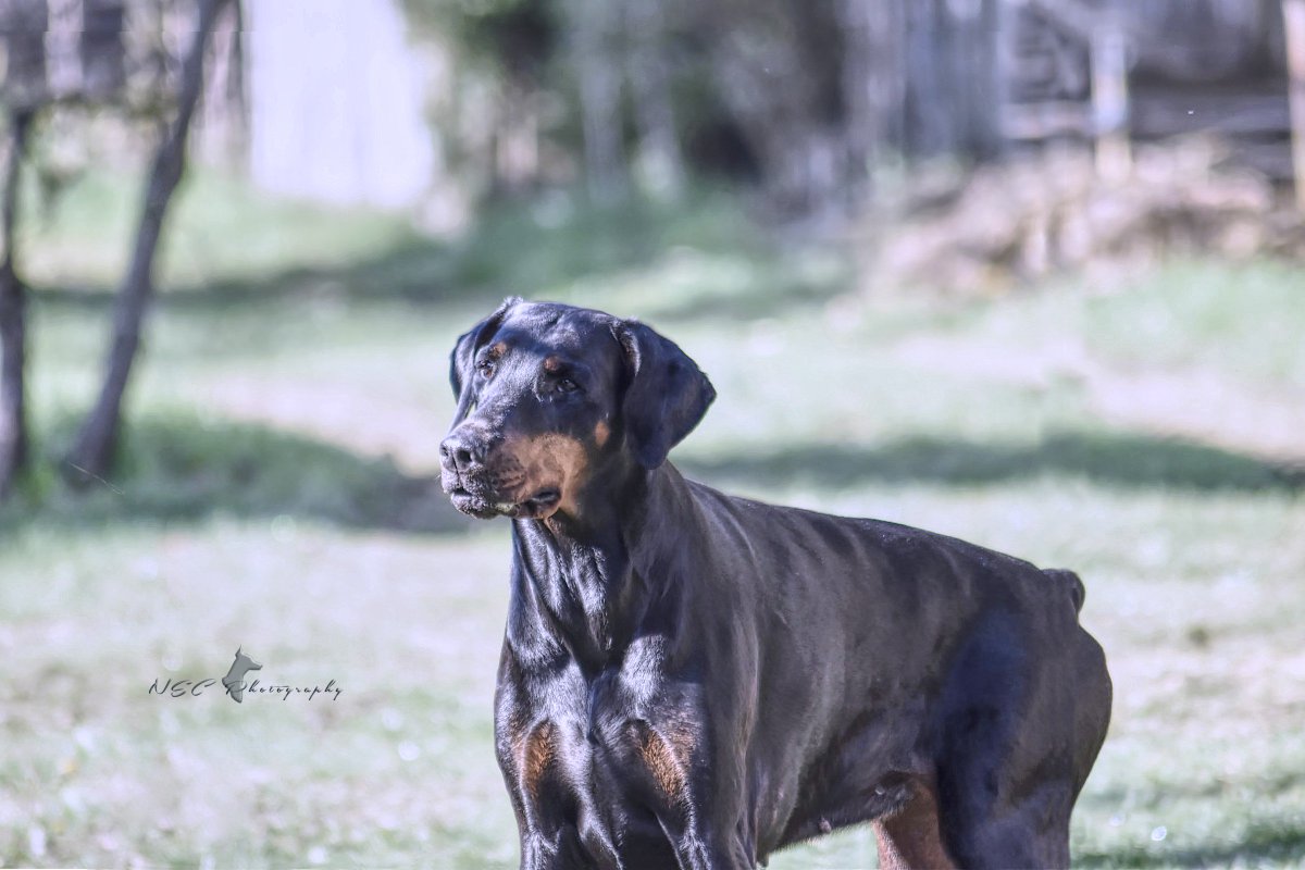 CaroleCellier's tweet photo. Peaceful evening with♠#Chiswick My Love♥
#dobermans #dogcelebration #dogsoftwitter #doglovers #doberworld #500pxrtg #dobermanns #doglovers https://t.co/p1NXIe6L4h