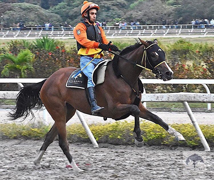 suscripcion01's tweet image. #KITTENC:400 EN 33&apos;4 600 EN 47 800 EN 58&apos;2 1000 EN 70&apos;2 1200 EN 83&apos;3 PARANDO LOS 1400 EN 98 E PELO SIN HACERLE NADA PING 333B78CE