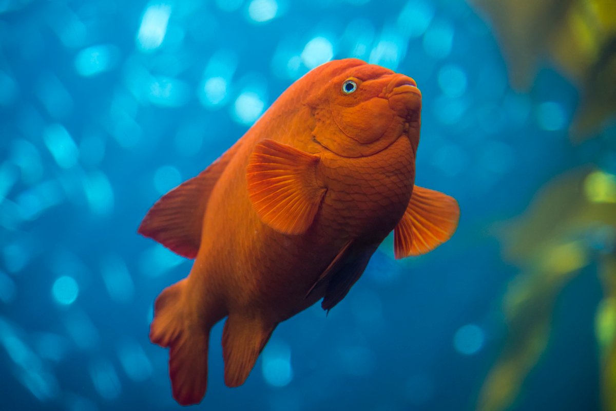 Monterey Bay Aquarium on Twitter "The garibaldi isn't the biggest fish