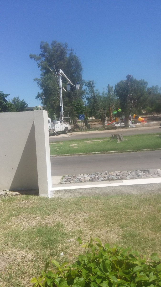 aidacruzibarra's tweet image. Crimen total, están haciendo en el parque de la Pitic. El @HermosilloGob  esta acabando c los árboles tan emblemáticos q hay. @PalafoxDavid