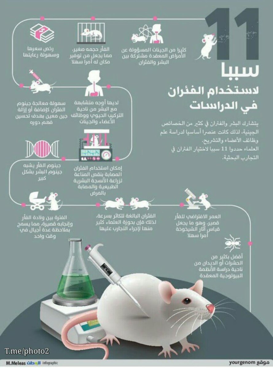 SabapalaNBC's tweet photo. لماذا يقومون بالتجارب على الفئران؟
لماذا هذا الحيوان بالذات؟
هناك 11 سبباً لذلك !! https://t.co/CH1GEOZXo2