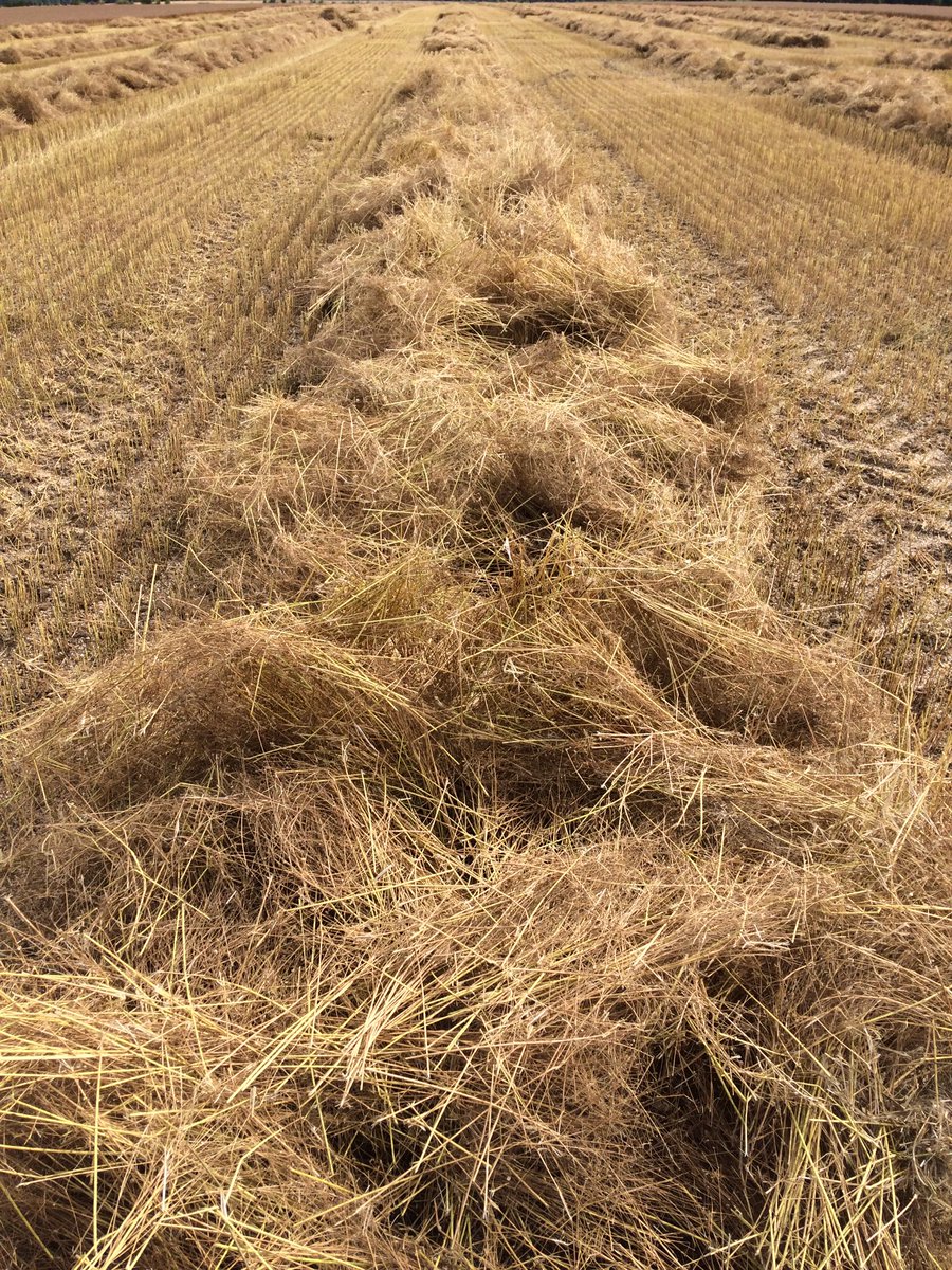 fredericremy95's tweet photo. Récolte de #lin oléagineux dans le @ValOiseAgri. Comment valoriser les pailles? #energiesrenouvelables #methanisation  @PierrotROLAND https://t.co/pfe5dfLyAk