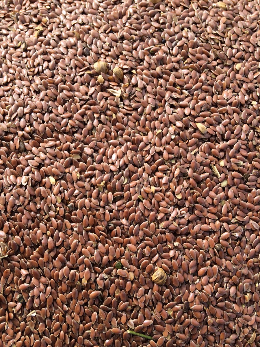 fredericremy95's tweet photo. Récolte de #lin oléagineux dans le @ValOiseAgri. Comment valoriser les pailles? #energiesrenouvelables #methanisation  @PierrotROLAND https://t.co/pfe5dfLyAk