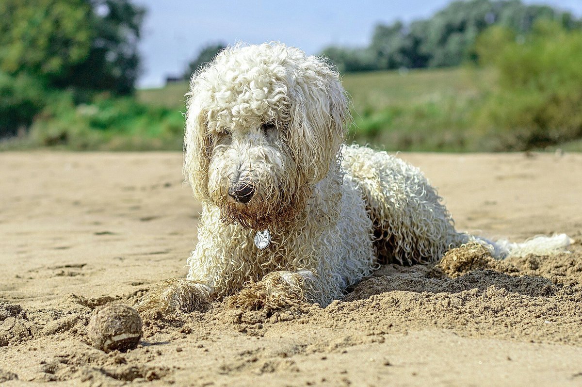 UKUSCAdoggie's tweet photo. Definitely a beach day!
#timetohitthebeach #hotweather https://t.co/lelXuLVi50