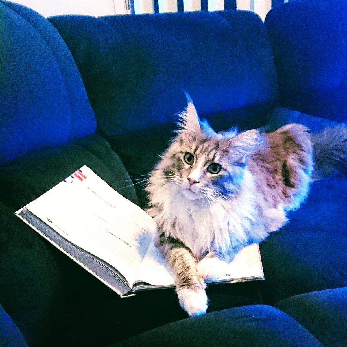 thedungeoncast's tweet image. Look at me. I'M the Dungeon Master meow. #dnd #cats