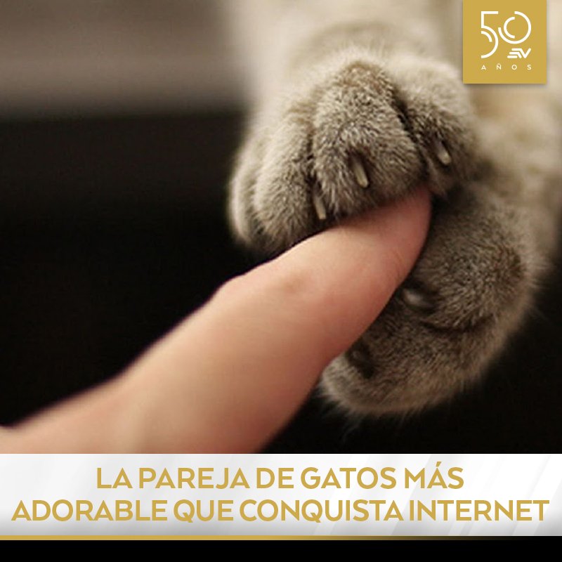 ecuavisa's tweet photo. #VIDEO #CURIOSO | Una pareja de gatos supera los niveles de ternura en internet 😍 → https://t.co/sK7b98WlrV https://t.co/fYjH5FV6gX