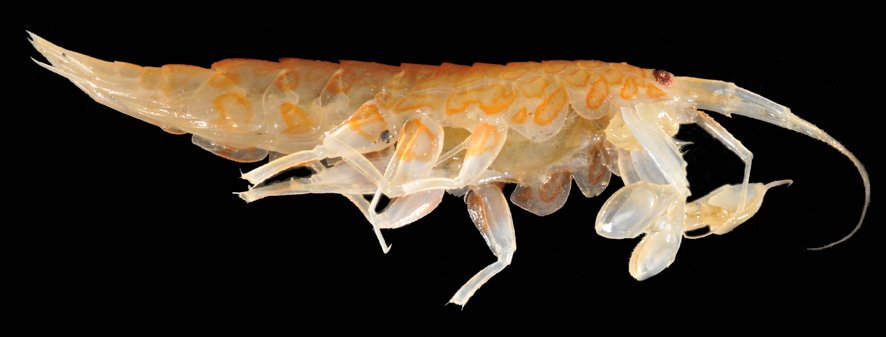 SBM_Concarneau's tweet photo. quelques espèces #amphipodes (#crustacés) de Terre Adélie (#Antarctique) #IPEV @Le_Museum https://t.co/pattJdWpck