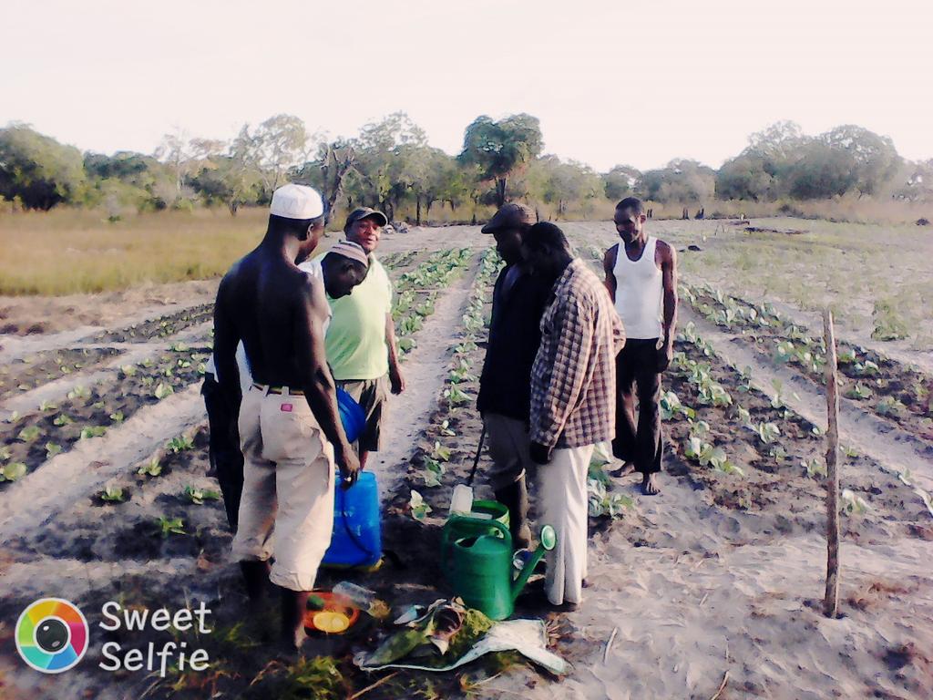 JeremyHuet1's tweet photo. Onions salad cabbage tomatoes in Lalane and Nsangue @OurSeaOurLife @anamariguesa @Darwin_Defra @HeatherKoldewey @fndtn_Ensemble @ZSLMarine https://t.co/Cfib33cuVj