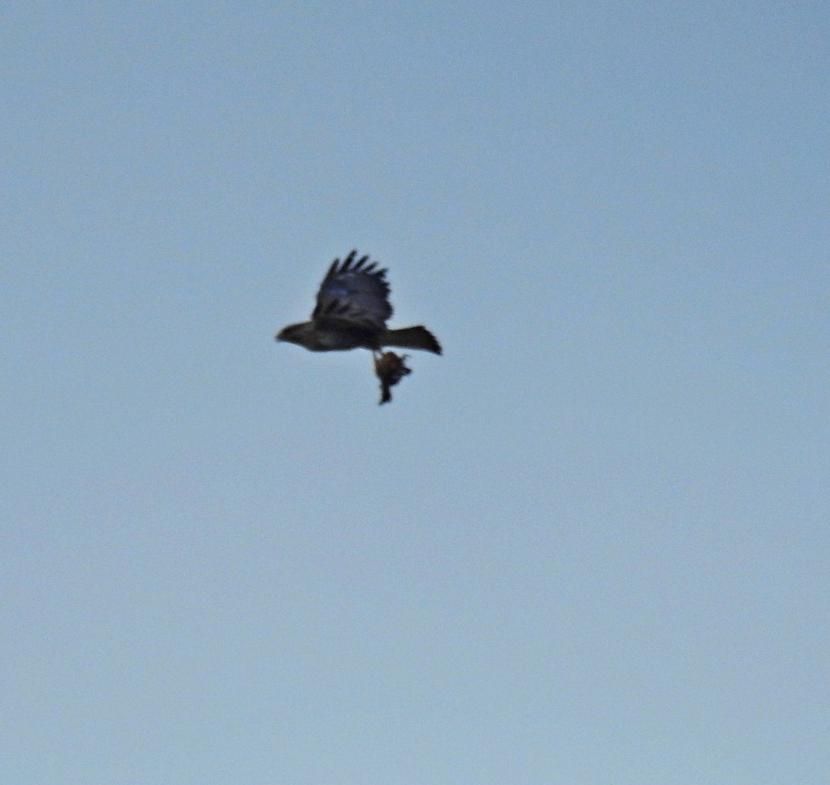 durhamchris1983's tweet image. @DurhamBirdClub rubbish photo, but Buzzard over Wingate Nature Reserve this evening, carrying something, no idea what