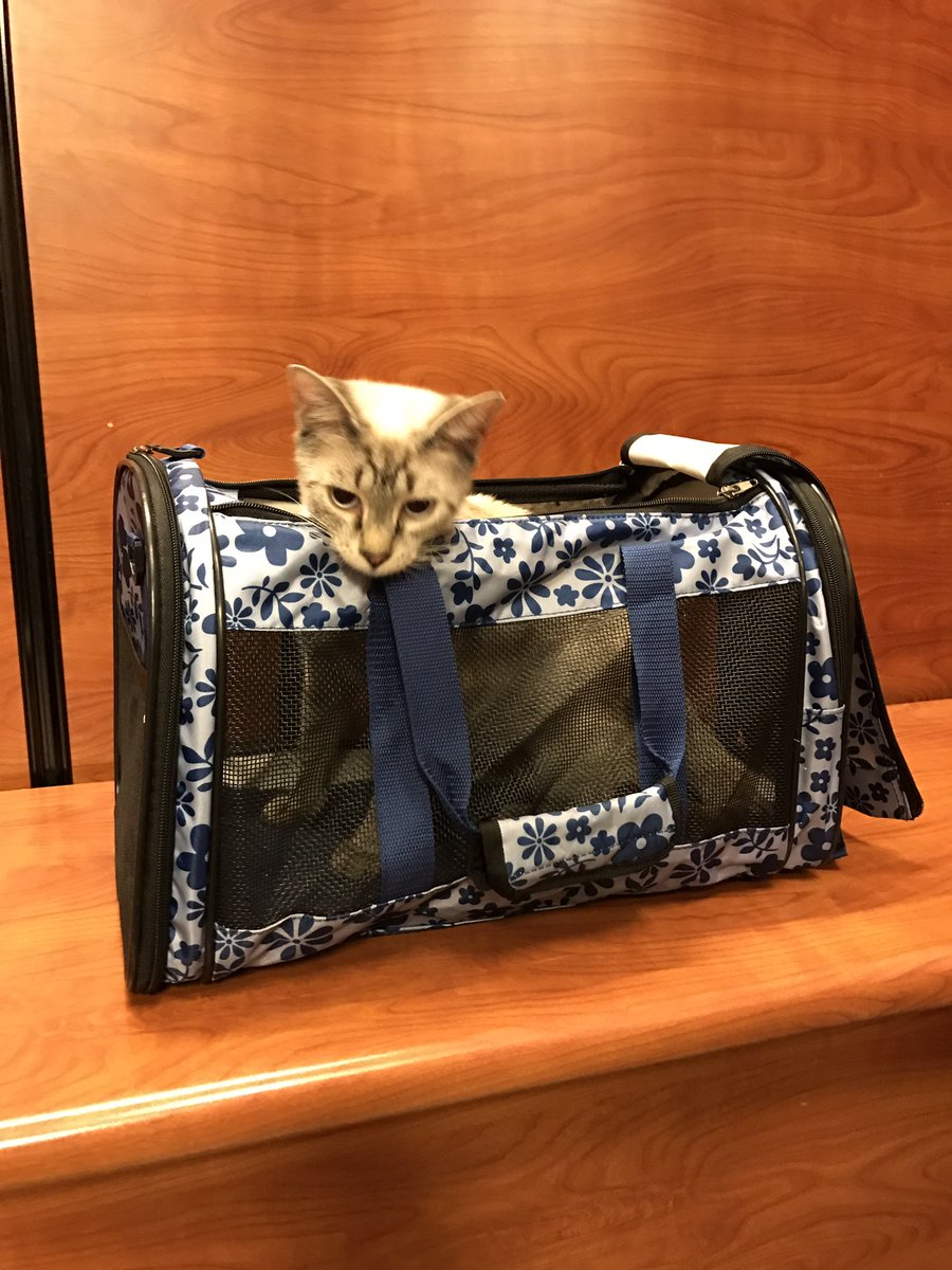 Iris found her forever home this morning and she was ready to go!! Congrats Iris!!! ❤ #adoptions <a href="/PetSmartChariTs/">PetSmart Charities®</a> <a href="/PetSmart/">PetSmart</a>