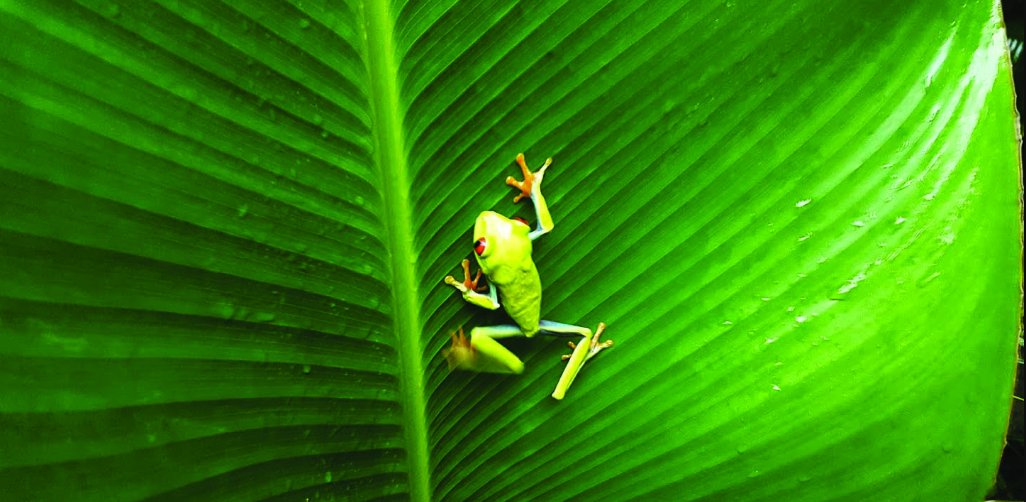 PublimetroMX's tweet photo. Conoce #ElTortuguero, el destino exótico de #CostaRica por @empadron @VisitCostaRica1 @Avianca #flysansa https://t.co/zMe9GQa7qb https://t.co/FVGpw0oUOe