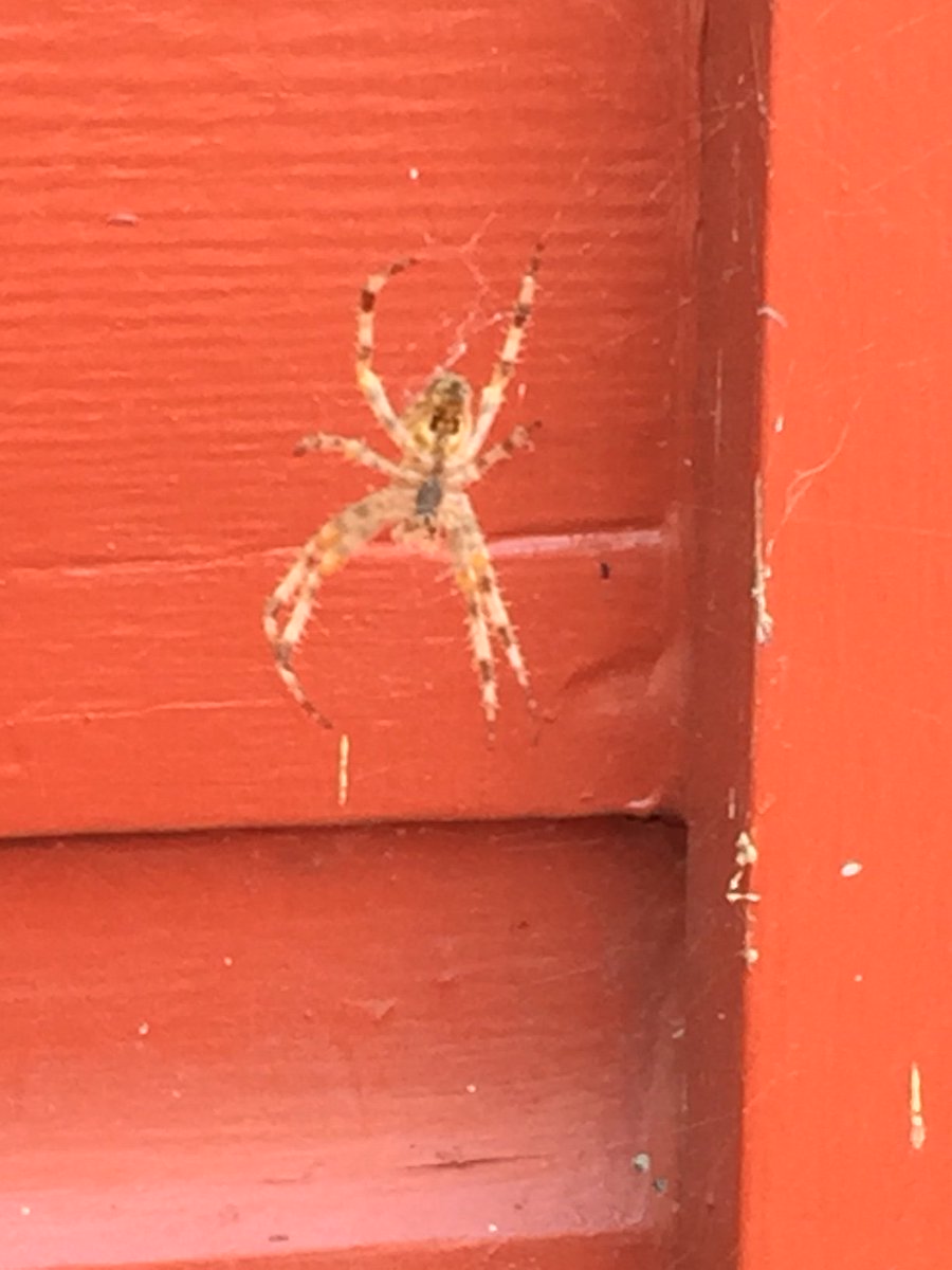 GoYuck's tweet image. Happy WEB-nesday! Jenn snapped this a pic of this pretty web-slinger. #spiders #creepycrawliesrule