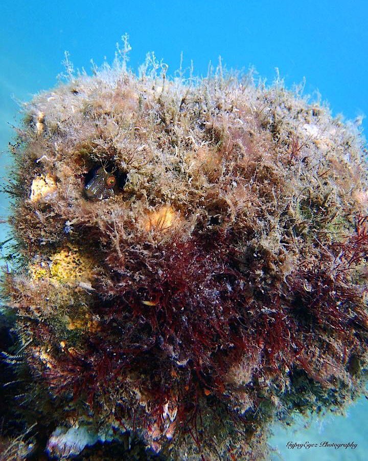 JaydenHardie's tweet photo. This lil #blenny loves to play #hideandseek πππ·π #mermaidwithacamera #underwaterphotography #GypsyEyezPhotography #gypsymermaid π https://t.co/1aJcJms4Pb