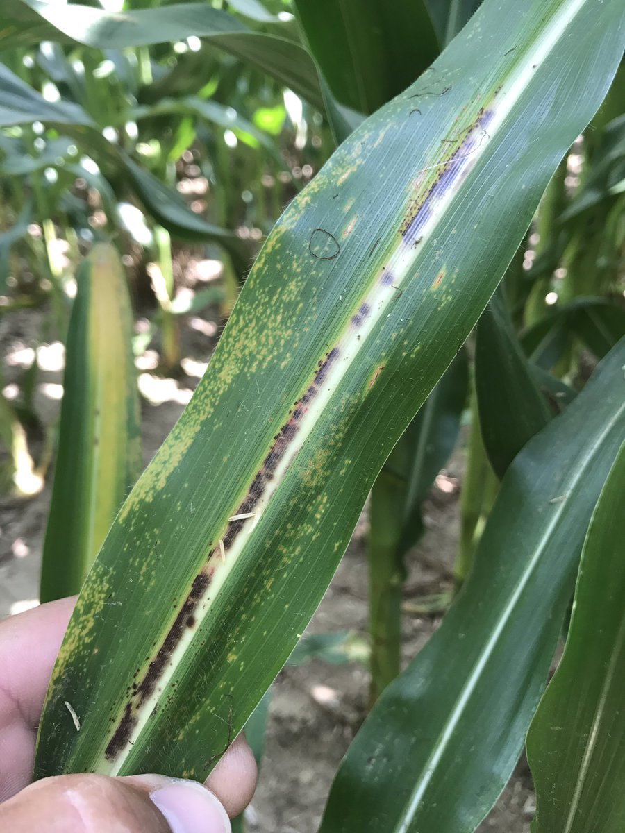 LoessHillsAg's tweet photo. Found some #physoderma today. Wait and see if it infects the stalk nodes later in the season. https://t.co/73ELa22bi3