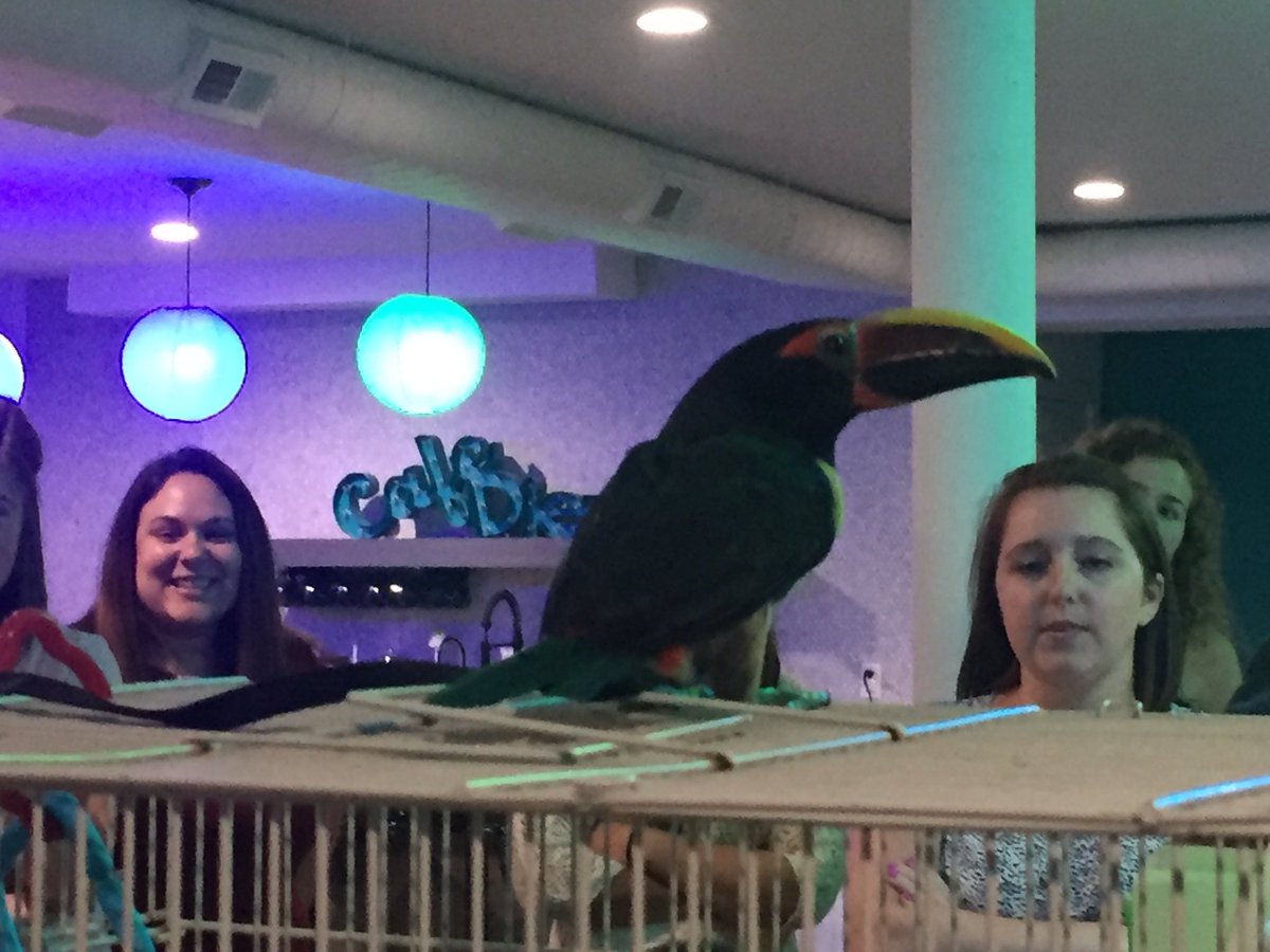 HappinessFX's tweet photo. A toucan visited our #FXCampus too! https://t.co/t9lcMUu4Pn