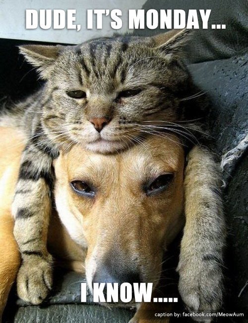 MoipakiMasego's tweet image. Monday ahhhhh 🙇🙇😫🙇🙇😫 gives me a headache.