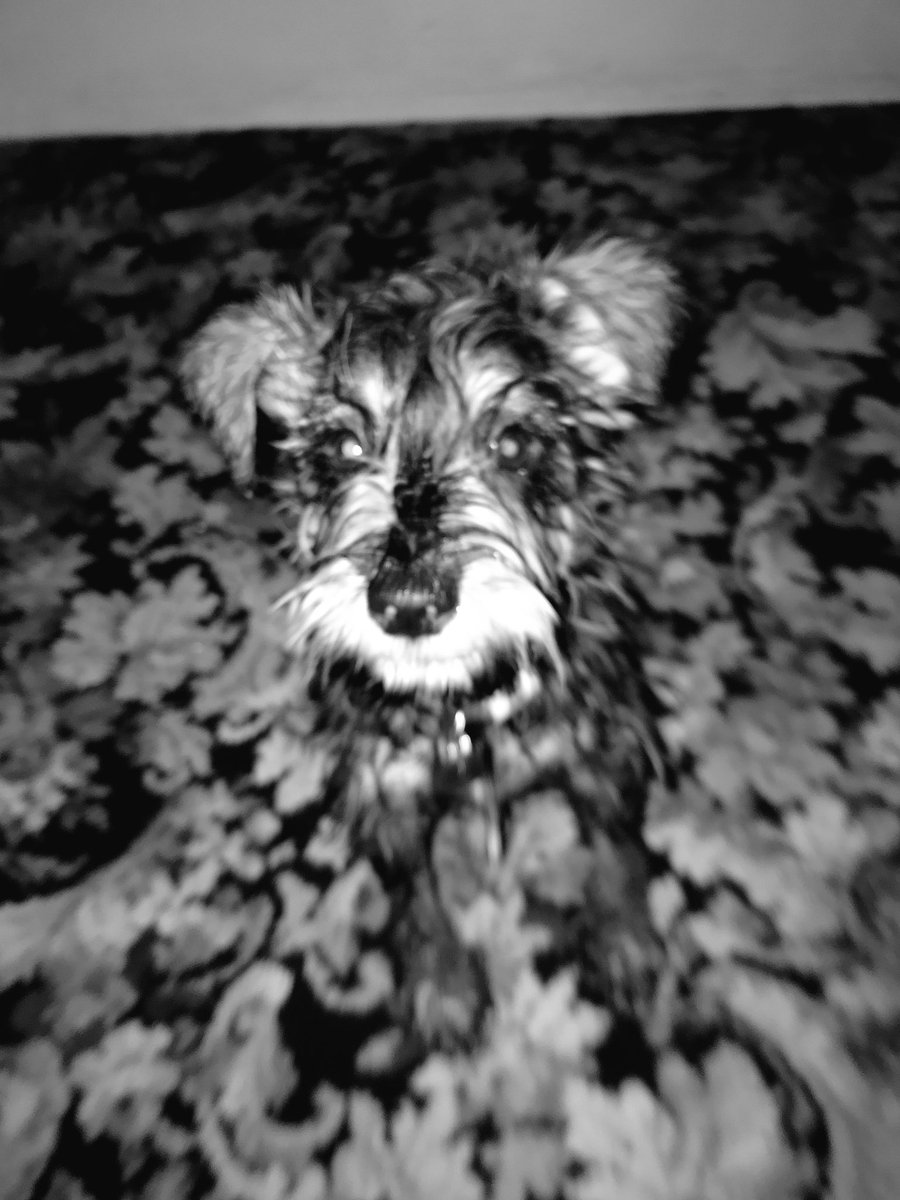 Caroline Dyson tweet media