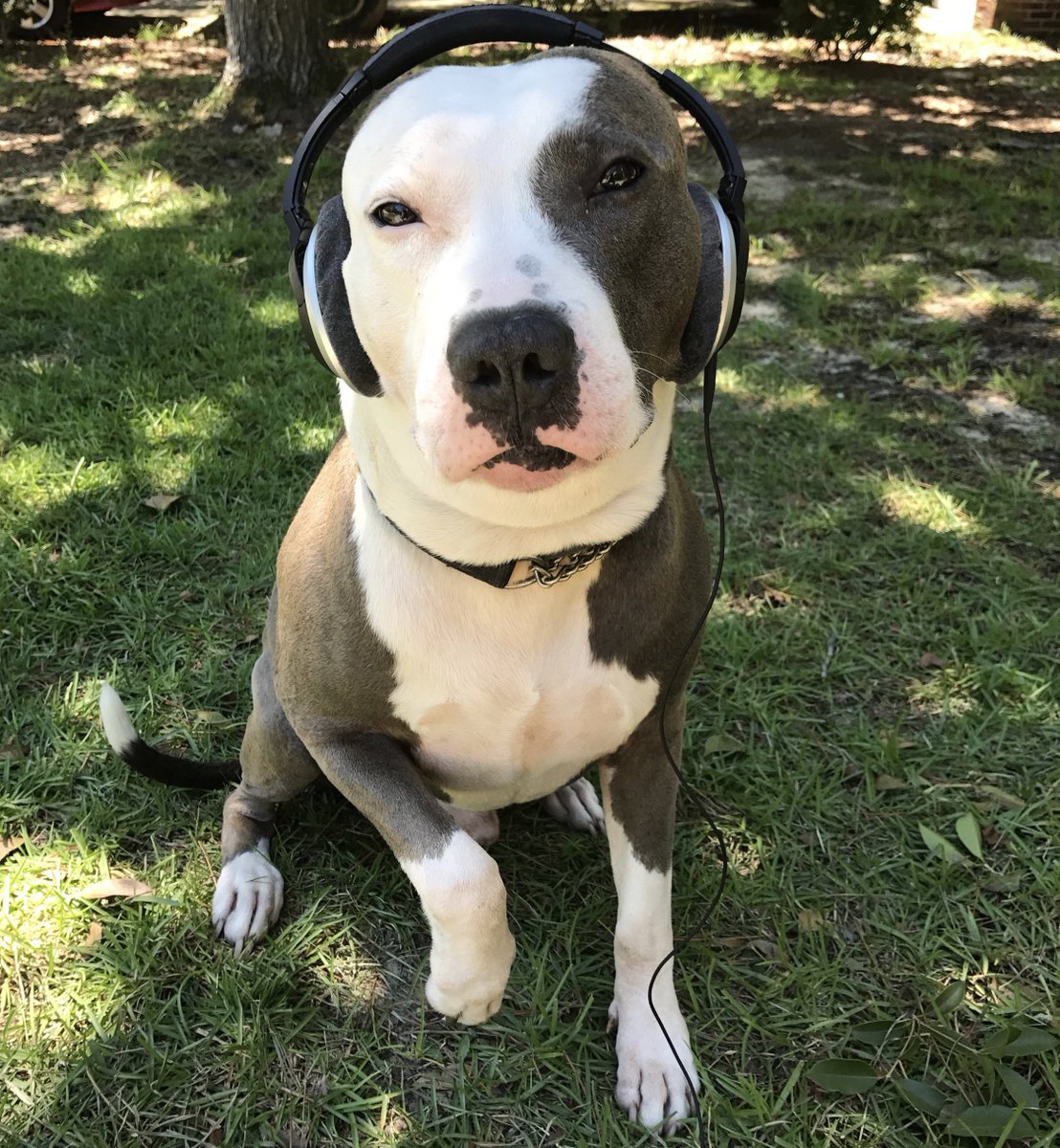 QuantumBeatsSC's tweet photo. Making it big can get "ruff", but Quantum Beats makes it easy. Come and make it big! Just don't let fame get in between you and your dog... https://t.co/zu8TrQC1EB