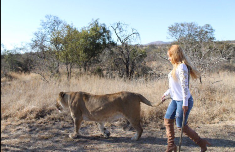 IAMKHANYIDHLOMO's tweet photo. Walk with the Lions wasn't so bad after all🤓 https://t.co/YlTHBZR08t