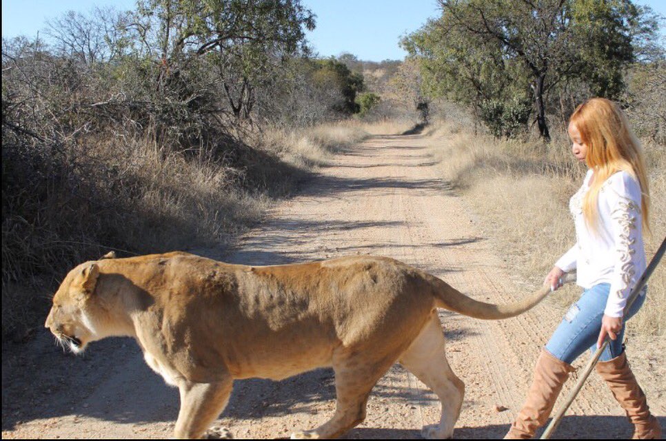 IAMKHANYIDHLOMO's tweet photo. Walk with the Lions wasn't so bad after all🤓 https://t.co/YlTHBZR08t