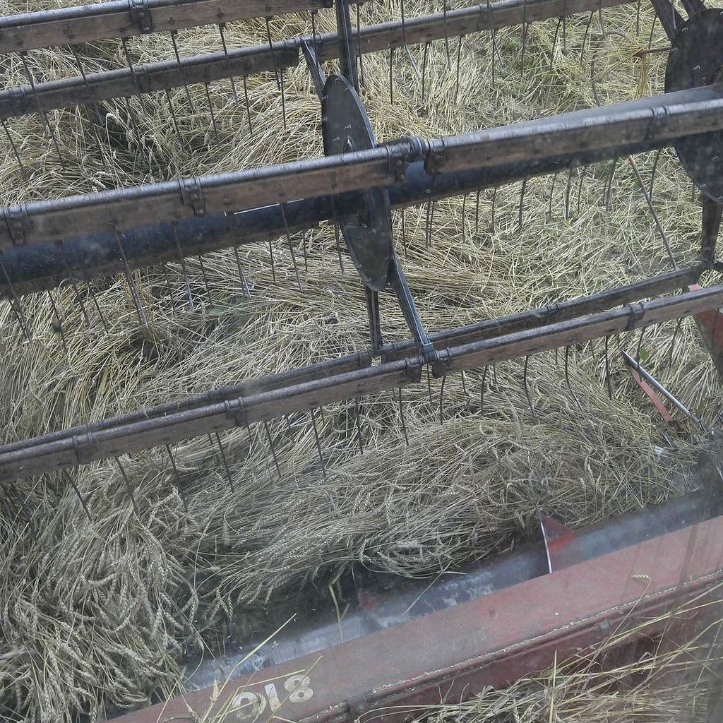 lambspork's tweet photo. Little old head working well. #pickupreel #croplifters #flatwheat https://t.co/jqSeoDzJre https://t.co/nuEKK5p6qh