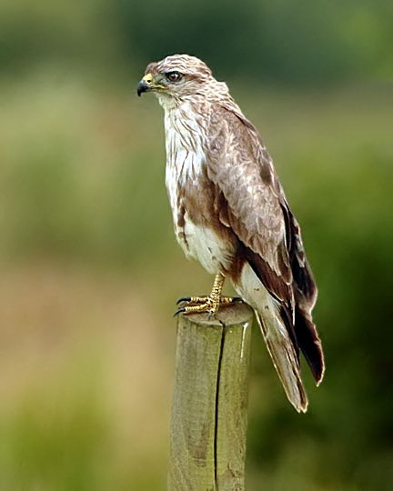 levelsbirder's tweet image. What I think is a particularly attractive pale-morph Common Buzzard, on Tealham Moor today. @Team4Nature300 @wildlife_uk @Natures_Voice