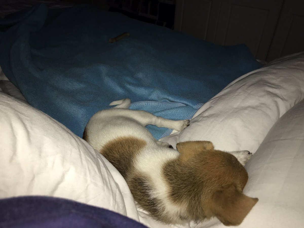 lanamc1212's tweet photo. My poor dog found a bag of bud, managed to get it off her, but she must of ate some!!! #stoneddog #notable #sleepitoff https://t.co/NBgrld2vQ5