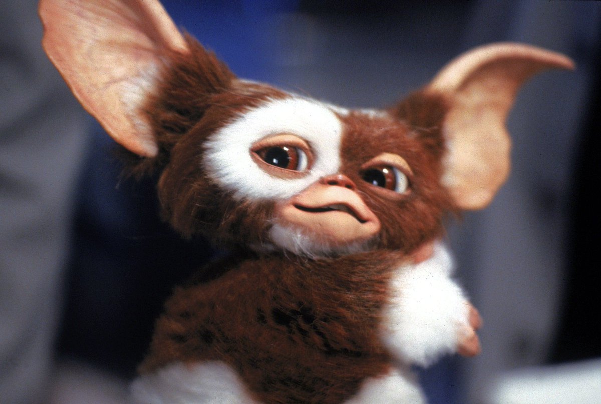 zwgman's tweet photo. #MogwaiMonday. Because you can never have too much Gizmo.

RT this if you want him in the sequel! 

#gremlins 3? #Netflix https://t.co/LK2IjzxIJc