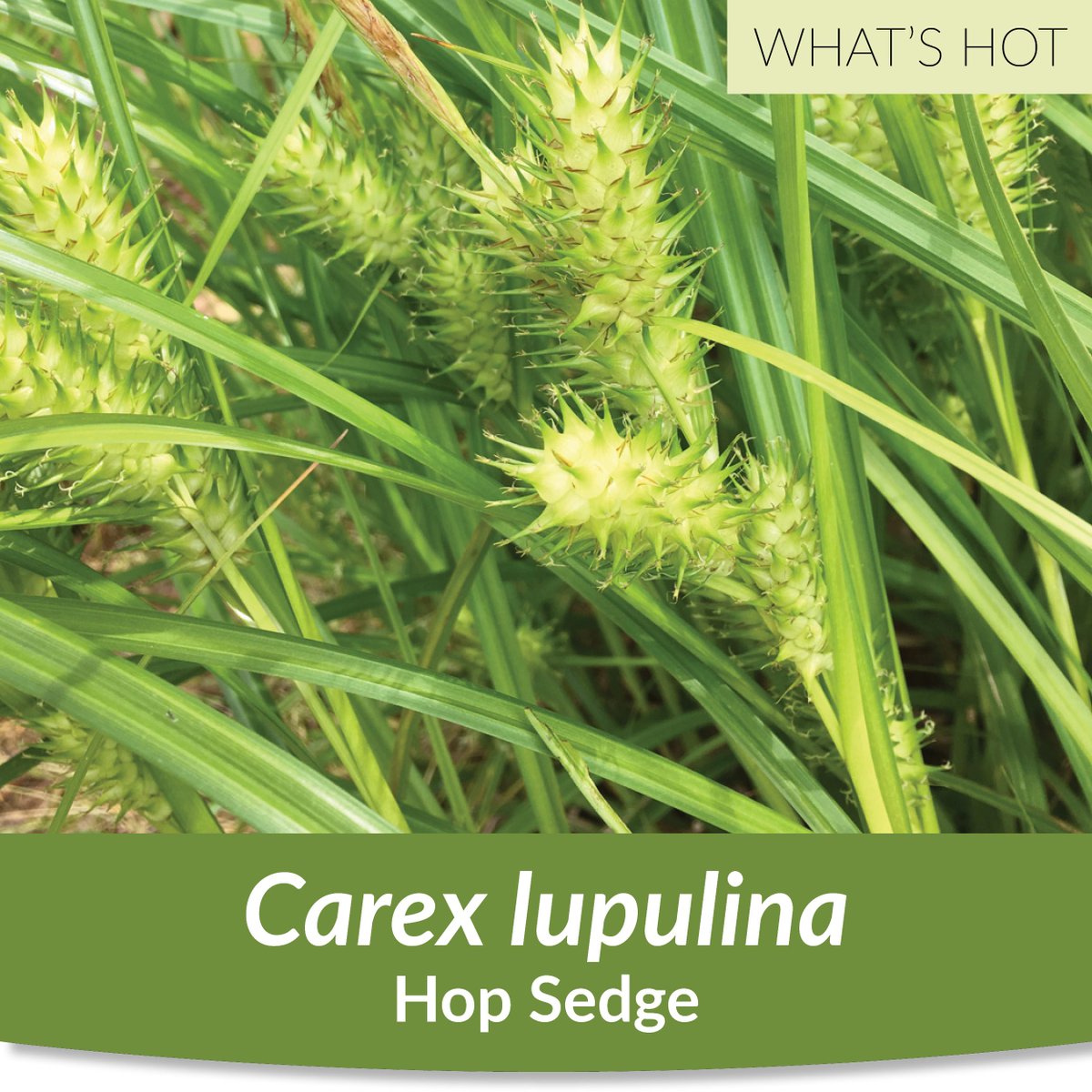 GrassSolutions's tweet photo. Hop Sedge is an ideal plant for wetland restoration. Its seedheads provide interest in the landscape & food for waterfowl. #SedgesMakeSense https://t.co/UbN0e5egIM