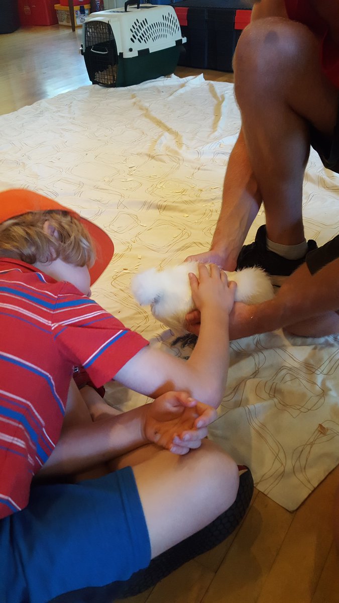 jawbreakers2017's tweet image. A few animals visited @banburykidscamp and the @jawbreakers2017 today incl. a cute silky chicken, and a TERRIFYING Burmese Python... yeah 😮