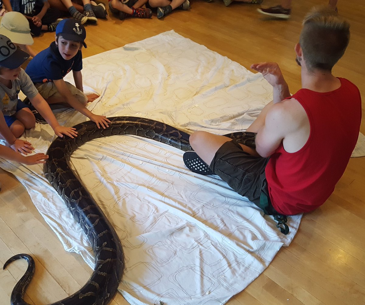 jawbreakers2017's tweet image. A few animals visited @banburykidscamp and the @jawbreakers2017 today incl. a cute silky chicken, and a TERRIFYING Burmese Python... yeah 😮