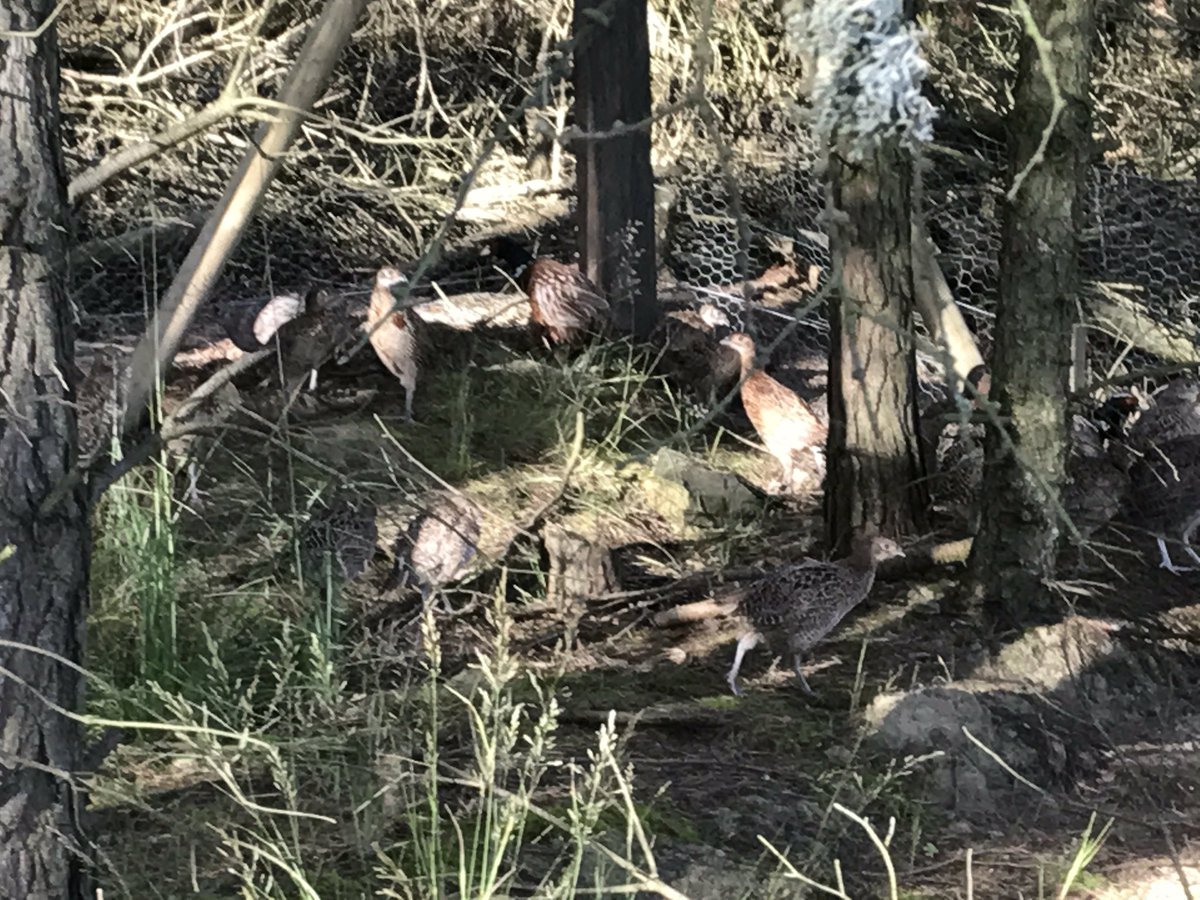 Fieldside labs (@fieldsidegundog) on Twitter photo 