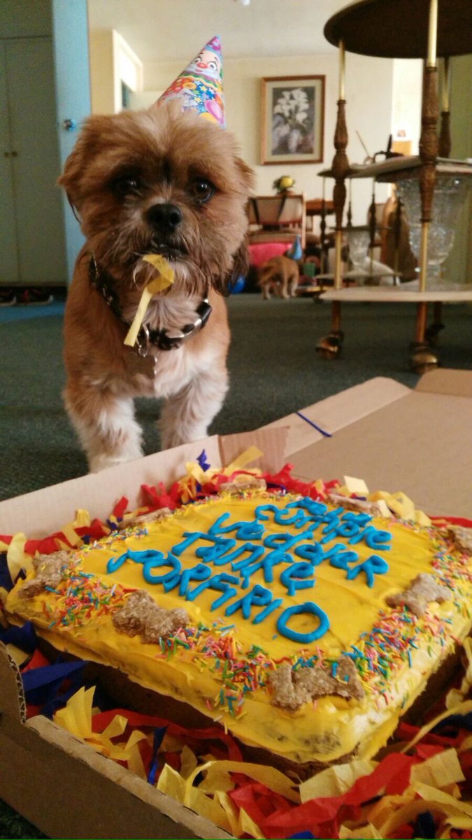 dogiftmx's tweet photo. Festeja a tus #perrunos con pasteles #DoGift incluyen kit de cumpleaños Cómpralo aquí 📲🐶❤️🎂https://t.co/cUu76jxvos https://t.co/6INZvxo8uQ