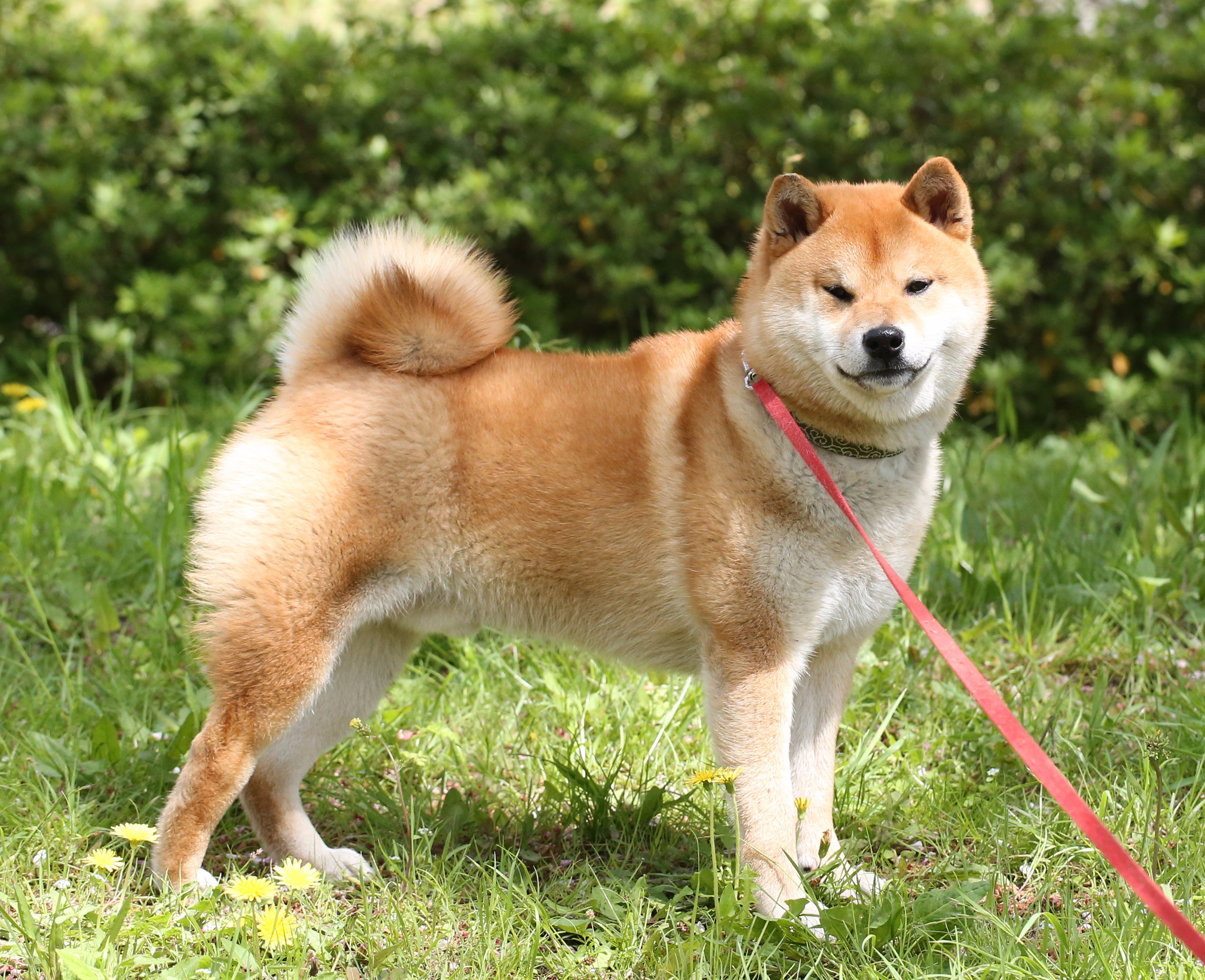 柴犬探し中 Zito7l6h0s5x7dv Twitter