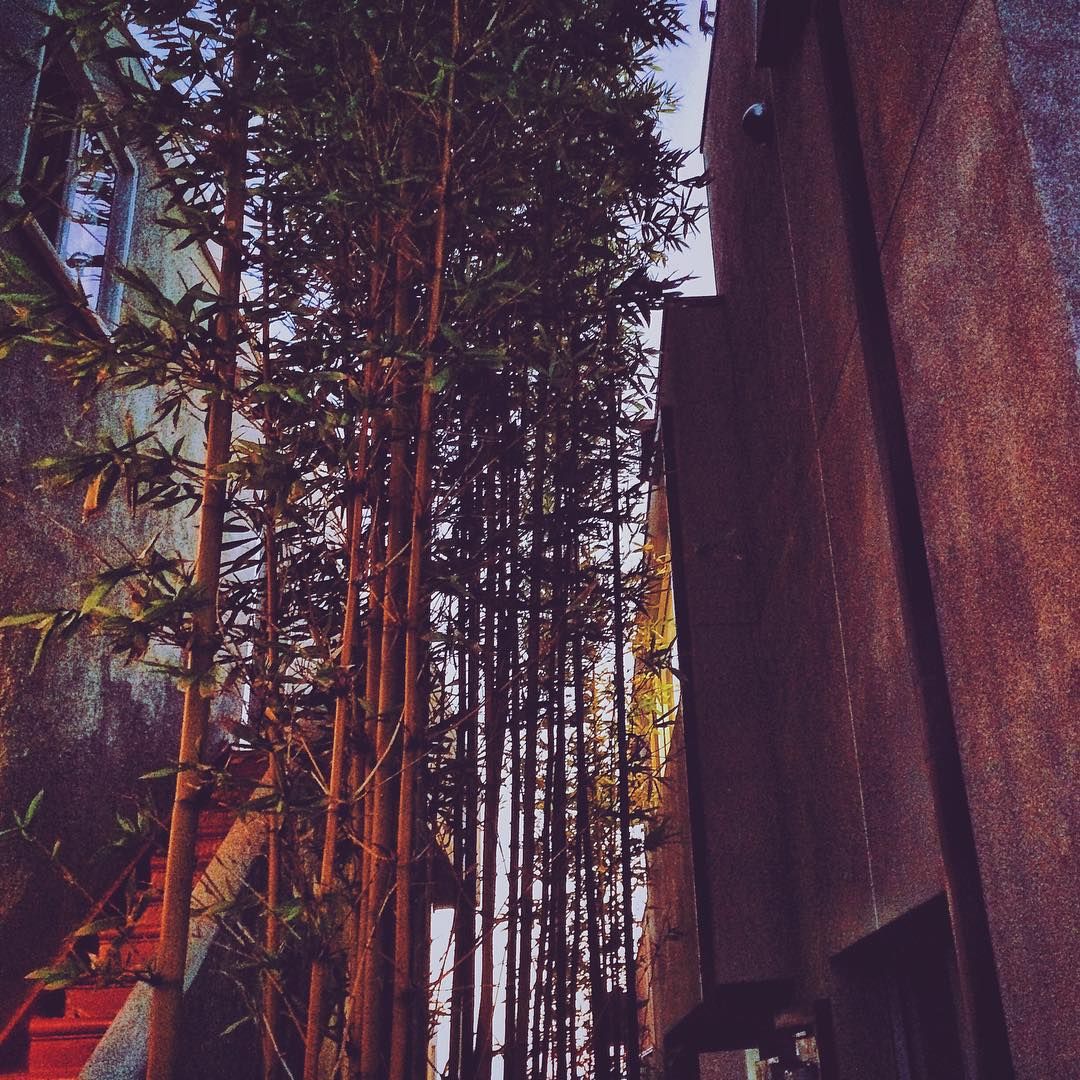itsOsoPorto's tweet photo. Insta 2yrs ago: The forest for the trees. #elporto #neighborhood #betweenhouses #bamboo #mydayinla #california https://t.co/SOJwawd8qj https://t.co/T1G8K6TTUR